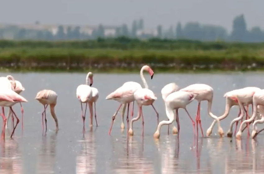 Flamingot pushtojnë arat me oriz në veri të Italisë, dëmtojnë 90% të prodhimit