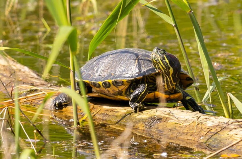  Breshka invazive e pranishme edhe në Ballkan