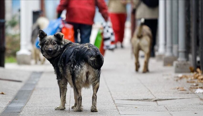  Мексико е земја со најмногу бездомни кучиња во Латинска Америка