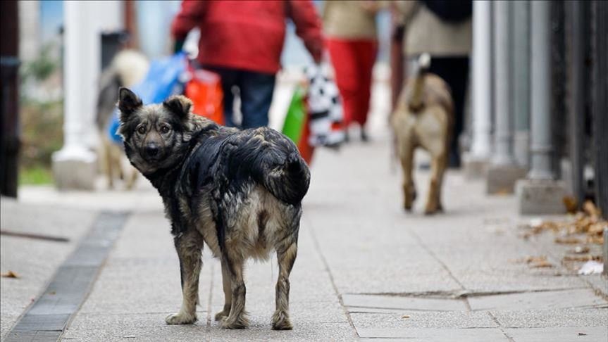 Мексико е земја со најмногу бездомни кучиња во Латинска Америка
