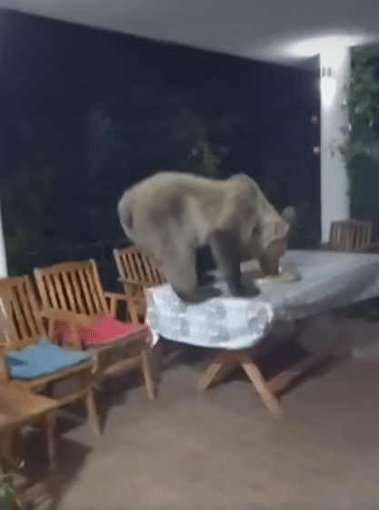  (VIDEO) Ariu “mysafir” në Tetovë