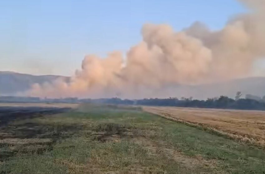  QMK: Tetë zjarre në ambient të hapur – shtatë janë shuar, një nën kontroll