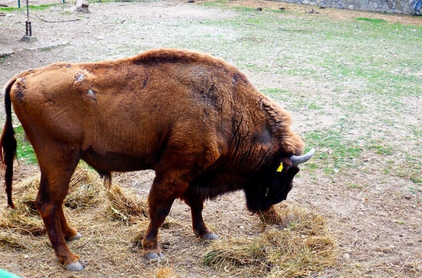 Bizoni 17-vjeçar i Kopshtit Zoologjik ndërron jetë, kishte pneumoni