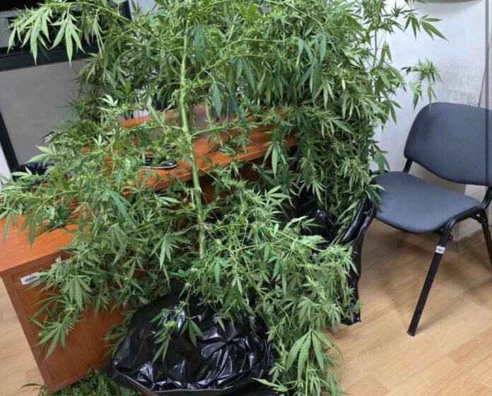  Bastisje në Shkup, gjendet marihuanë – arrestohen dy persona