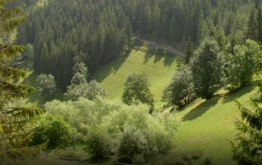  Ndalimi i lëvizjes në pyje zgjatet deri më 30 shtator, gjoba deri në 2 mijë euro për shkelje
