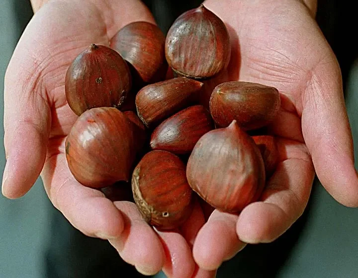  Sezoni i gështenjave në Dibër: të ëmbla në shije, të kripura në çmim