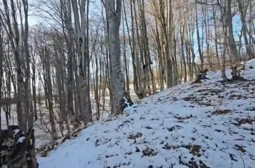  Arrestohen prerës ilegalë të drunjve, Autoritetet paralajmërojnë: “Nuk ka të paprekshëm”