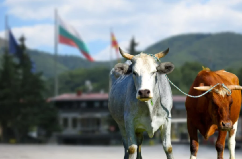  Kaluan kufirin pa “pasaportë”: 6 bagëti nga Kriva Pallanka përfundojnë në Bullgari