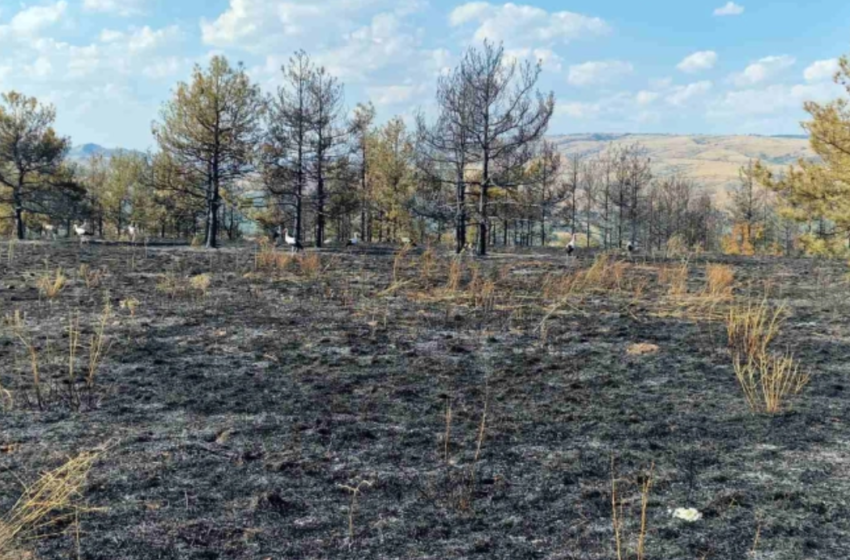  Pesë zjarre aktive në vend, më së shumti janë kapluar vegjetacioni i thatë dhe mbeturinat