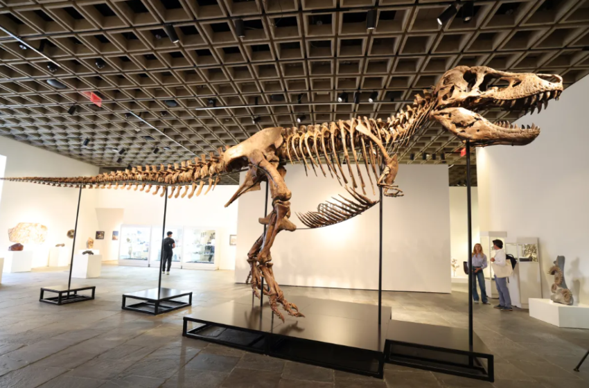  Fosili i T-Rex u shit për 50.1 milionë dollarë, shkencëtarët paralajmërojnë: Po humbim një trashëgimi të pazëvendësueshme
