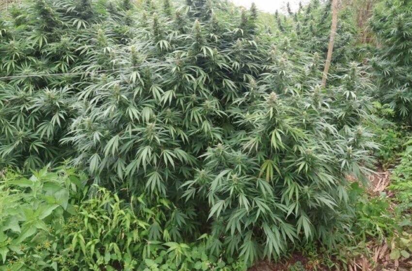  Maqedoni Policia e Maqedonisë zbulon plantacion të paligjshëm kanabisi, arrestohen dy persona